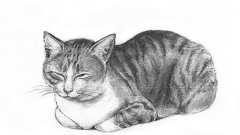 猫・オランウータン…「動物サプリメント」で、日常に疲れたときにリフレッシュする方法! | ダ・ヴィンチWeb