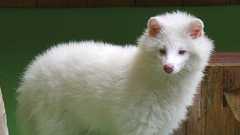 白いタヌキ2匹は親戚同士? 長野と三重、同じ遺伝子変異 | 共同通信