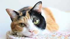 「猫を飼うとゴキブリがいなくなる」って本当? 獣医師に真偽を聞いてみた | オトナンサー