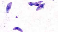 トキソプラズマ - Wikipedia