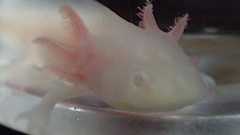 ウーパールーパーを食べながら考えたいこと