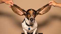 ハーバード大学の有名教授が「話を聞く力の低下」を警鐘 | あの白熱教室のマイケル・サンデルが… | クーリエ・ジャポン