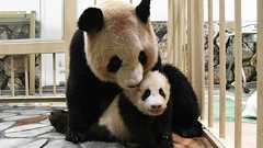 3ヶ月の休園、1400頭のエサ代で大ピンチ…“パンダの楽園”はコロナ禍をどう乗り越えるのか | 文春オンライン