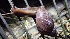 アフリカマイマイは普通に食える