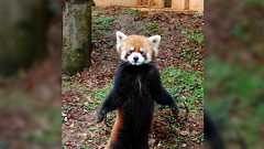 「どこの動物園にもいる」と言われがちなレッサーパンダ、実はジャイアントパンダより危ないレベルの絶滅危惧種だという話