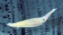 イカは生命の根本原理「セントラルドグマ」を揺るがす存在であることが判明 - ナゾロジー