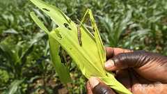 アフリカで壊滅的食害もたらした害虫、アジアで初確認 研究者が警鐘