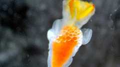 クリオネの新種、富山湾で発見 世界5種類目、固有種か:朝日新聞