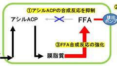 世界初、燃料物質である“油”を細胞外に生産する微細藻類の開発に成功