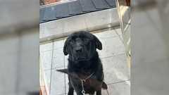 空港で『麻薬探知犬の訓練に協力してもらえませんか?』と言われ、お礼にイッヌのカードまで貰った「このトレカはレアすぎる」