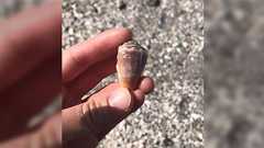 “イモガイ”に刺された時、毒の回るスピードに対して踏まないといけない手順が多くて無理ゲーすぎる「ここまでもつかどうか…」