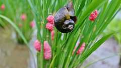 「ジャンボタニシは“タニシ”じゃない」水田を喰い荒らすモンスターの正体とは? | WANI BOOKS Newsクランチ!(ニュースクランチ!)