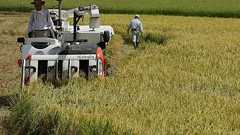 強いコメ需要の主因は急増を続ける外国人だった 押し上げ影響は50万トン超にも 増え続けるインバウンド、在留外国人…構造変化に合わせた食料政策が必要だ | JBpress (ジェイビープレス)