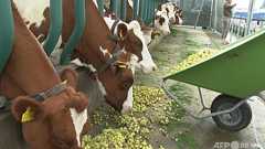 動画:オランダ水上酪農場、気候への影響減を目指す 黒字化も目前