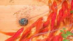 これが絵!?日本人アーティストが樹脂に描いた金魚がまるで生きているようと話題騒然 『GOLDFISH SALVATION』(動画あり) | カラパイア