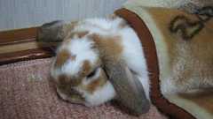 ハイテンションAjax入門 - 三等兵