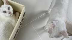 たまたまな日々・ジャニーズ事務所の会見