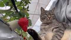 害獣被害に悩むイチゴ農園を救ったのは一匹の保護猫。“かぎしっぽ”のコタローが運んだ「お客さんと幸せな日々」|FNNプライムオンライン