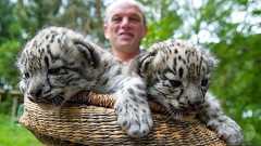 ユキヒョウの赤ちゃんお目見え、ドイツ