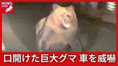 【ヒグマ映像あり】「怖い怖い、襲われる!歯が…」一直線で向かってくる“巨大なクマ”が車を威嚇…子連れの母グマが腕を路面に叩きつけ口をガバっと広げる衝撃映像<北海道歌志内市>