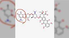 「教養があると怪獣が現れたとき聖書を引いて『レギオン』と名付けられる」という話があるが、遺伝子・生物研究の世界だとこんな命名が結構ある