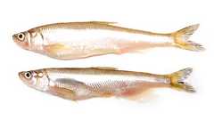 なぜシシャモはメスばかりなのか? | umito.®