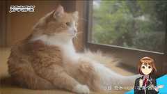 『スクスト』実際のネコが隊長に!? 沙島悠水(声優:花澤香菜)がナレーションの動画が配信 - 電撃オンライン