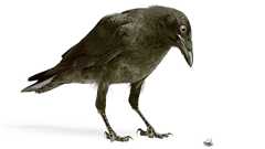 カラスにも「自意識」があることを初めて実証!生物の主観は”大脳皮質”がなくても発生可能だった - ナゾロジー