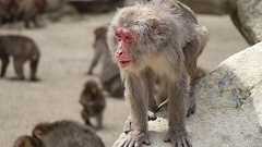 立民「サル」と共産「除名」 衆参補選・統一選、自滅の構図 【解説委員室から】:時事ドットコム