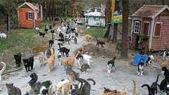 共同住宅、市役所、学校、教会、消防署などすべて完備、猫の為の猫の町、猫自治区「カブードル・ランチ」(アメリカ) : カラパイア