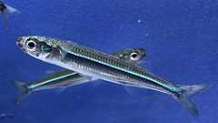 【びっくりサイエンス】東京湾の水温上昇でイワシが性転換、8割が雄に 温暖化で生態系に危機