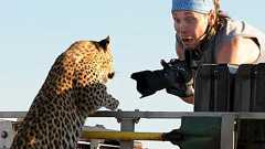 近すぎちゃってどうしよう、野生のヒョウが車に飛び乗って来たので一緒に遊んでみたロシアのカメラマン