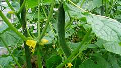 キュウリの育て方!プランター栽培で初心者が収穫できる方法