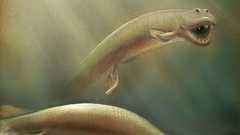 ひれから足へ、3億7500万年前の化石に進化の節目 米研究