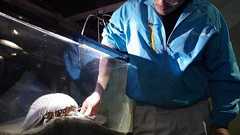 「またもや餌食べず」1432日間絶食中の深海生物-鳥羽水族館のダイオウグソクムシ