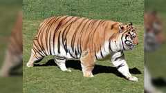 『子ども科学電話相談室』動物のチーターのチートさが凄い話「人間だけが運動しないと筋肉を維持できないの」 - Togetter