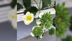 いちご狩りで息子が不思議な花を発見→植物に詳しい人たちから情報が集まる