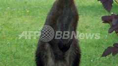 カンガルー3頭が脱走、「共犯」はキツネとイノシシ ドイツ