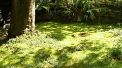 東急ハンズ 藤沢店 閉店か! | tempo rubato ~鎌倉散歩~