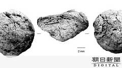 南アの洞窟から17万年前の焼き芋 最古の調理の証拠か:朝日新聞デジタル