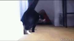 史上最もニヤニヤできるネコGIF画像:ハムスター速報