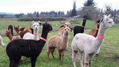 アルパカ抗体 新型コロナ全変異株に有効 京大など 2年後実用化へ