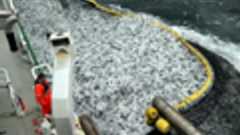 「魚はどこに消えた?」 急がれる資源管理