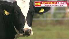 子牛1頭100円…セリが大暴落 コロナ・戦争・円安で“酪農王国”北海道が崩壊の危機|FNNプライムオンライン