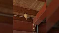 息子氏「天井から怪しい壺が生えてるよ!」わい「なーに言ってんn....壺!怪しい壺が!天井から生えてる!!!!!」