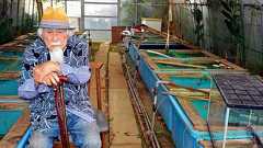 緑色の金魚、97歳「仙人」が繁殖成功 決意から40年:朝日新聞デジタル