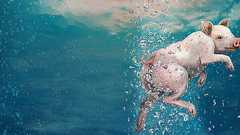 人への応用が期待される「腸呼吸」治療法とは?