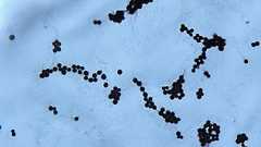 チェルノブイリ原子炉の壁に放射線を「食べる」菌類が大繁殖していたことが判明 | VAIENCE バイエンス