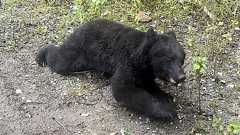 絶滅したはずなのに…伊豆半島にクマ現る! 約100年ぶりのクマ発見から2年 河津町で罠にかかる【静岡発】|FNNプライムオンライン