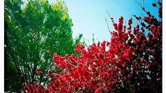 地震と原発による結婚の破談|ウエディングカメラマンの裏話*